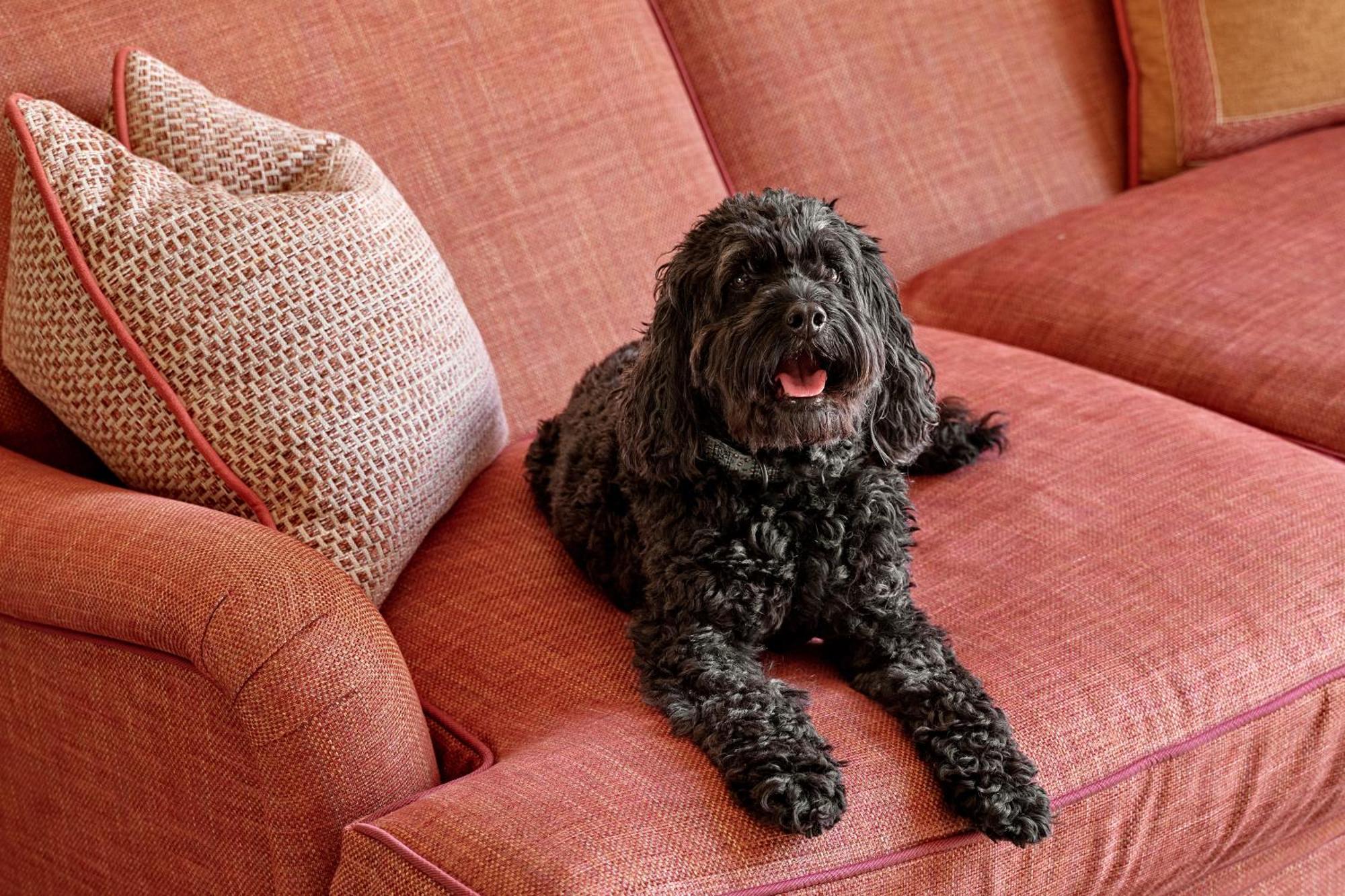 Hotel Ellenborough Park Bishop's Cleeve Camera foto A Portuguese Water Dog