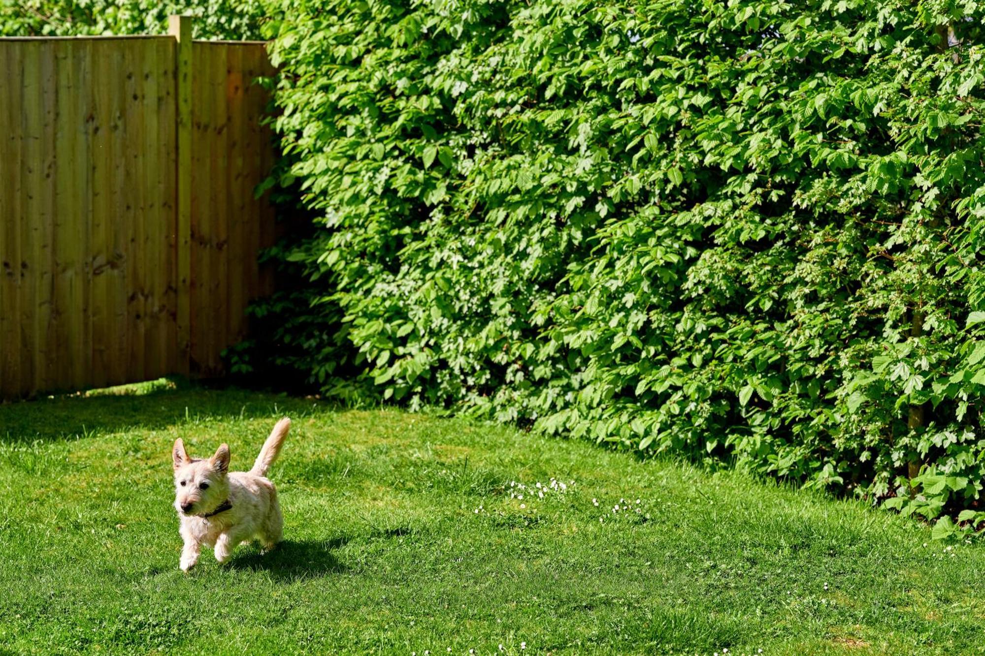 Hotel Ellenborough Park Bishop's Cleeve Camera foto A Westie puppy